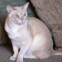 BURMESE